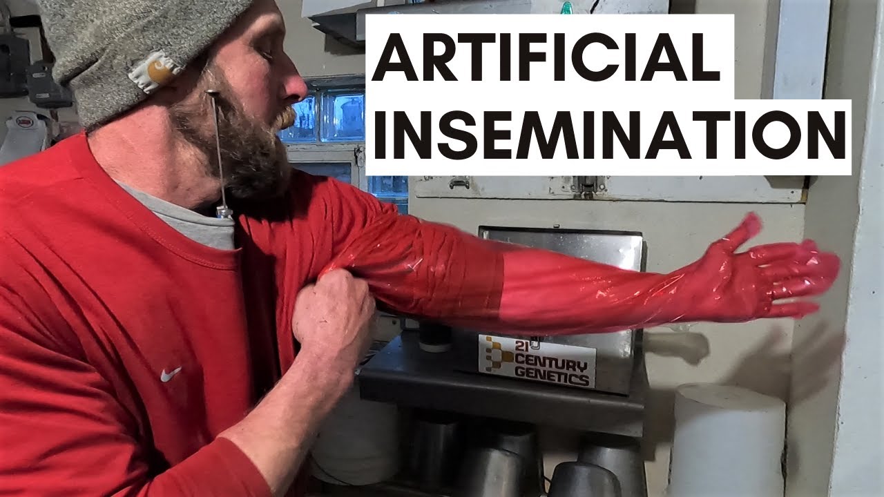 Artificial Insemination for Cattle l How to AI a Cow
