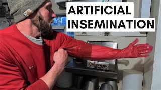Artificial Insemination for Cattle l How to AI a Cow