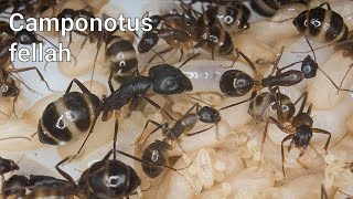 CAMPONOTUS FELLAH - Африканские бочки / антсфою