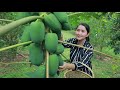 Some papaya on the hill for special salad | Papaya Salad