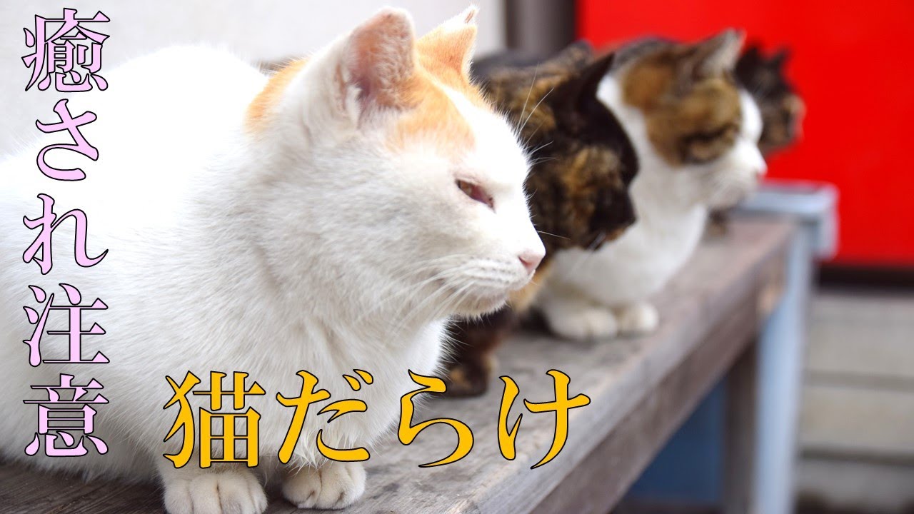 猫だらけ 猫の島で猫にひたすら癒されてきた 岡山県真鍋島編 6 Youtube 猫だらけ 猫の島で猫にひたすら癒されてきた 岡山県真鍋島編 6 Youtube