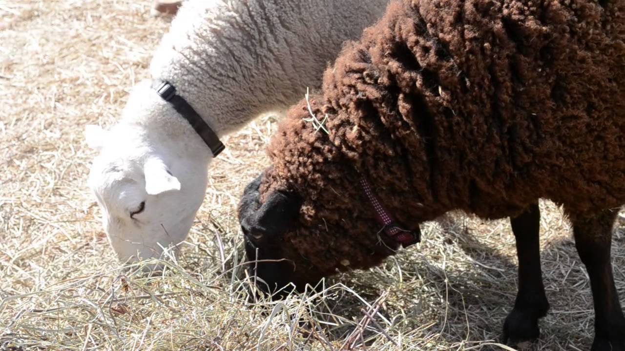 Rock City's Enchanted MAiZE at Blowing Springs Farm 2014 [Official Trailer]