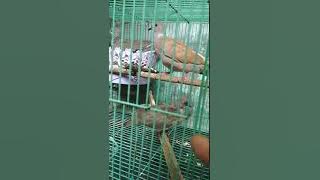 Sinom, Silangan Cuhu dan Tekukur