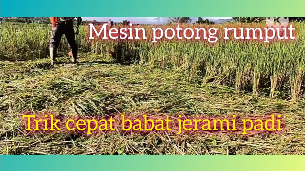 babat jerami padi...pakai mesin potong rumput...tanika 43cc...