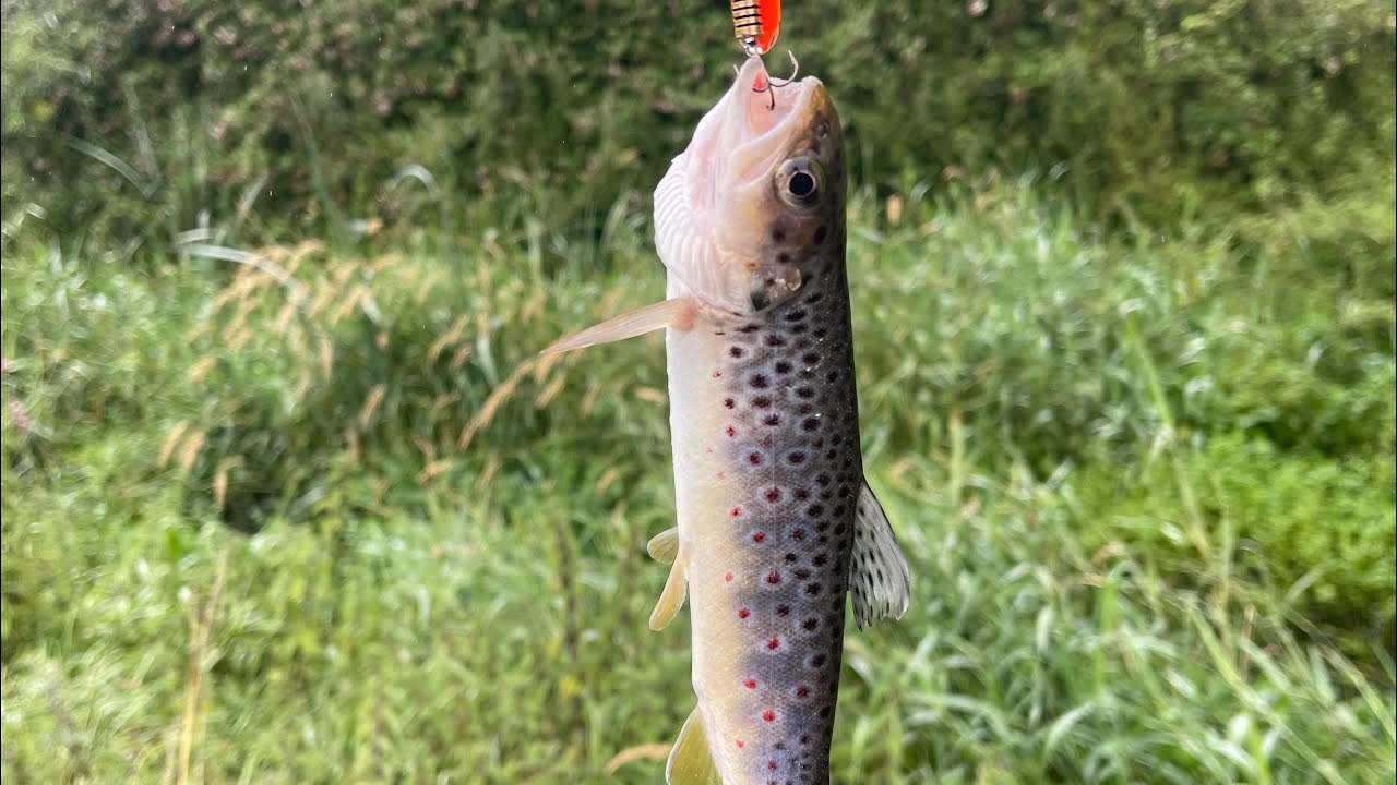 Incredible brown trout fishing in ireland YouTube