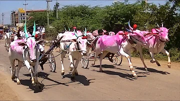 Kudubandi bullock cart race at Yadawad