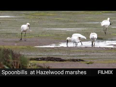 spoonbills Suffolk wildlife trust hazlewood marshes