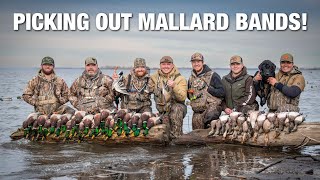 7 LIMITS & 2 MALLARD BANDS After Teaming Up with Another Group at the Boat Ramp!!