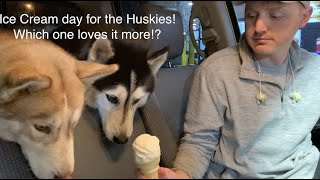 Took My Huskies to get Ice Cream! Which One Loves Ice Cream More!? by Floofin Fools 7,809 views 3 years ago 1 minute, 25 seconds