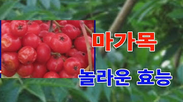 마가목의 놀라운효능