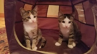 Theo Kitten Visiting His Brother & Sister 11.24.2016 by PrettySlick2 156 views 2 years ago 2 minutes, 31 seconds