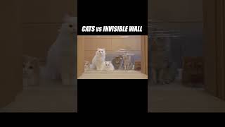 Invisible, not impossible #kittisaurus #invisiblewall #challenge #funny