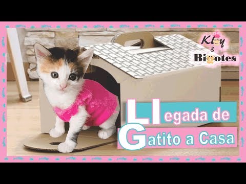 Video: Presentación De Gatos: Llevar A Casa Un Gatito Para Conocer A Su Gato Mayor