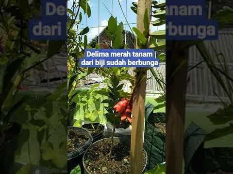 Video: Payung Iberis (36 Foto): Menanam Bunga Dari Biji. Kapan Waktu Terbaik Untuk Menanam? Deskripsi Varietas Putih, 