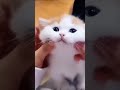 Funny kitten pets funnycat cute