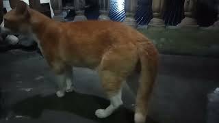 Kucing oyen #cat #kucingkampung #youtubevideo