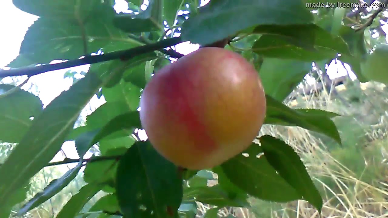 BEAUTIFUL WORLD NEW PLUM!!!!!!!!!!!!