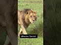 Male Lion At Masaimara Lion Shorts Wildlife Male Lion At Masaimara Lion Shorts Wildlife