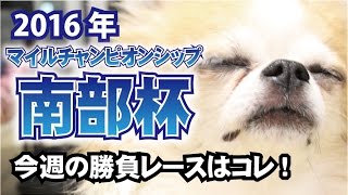 【競馬予想】本命馬の単勝を10万円買いました。2016年 南部杯（地方交流jpn1）の予想【星野るり】