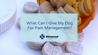 What Can I Give My Dog For Pain Management?