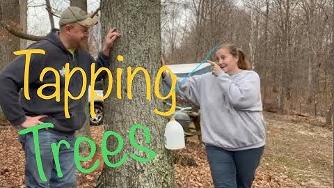 TAPPING TREES to Make MAPLE SYRUP🍁