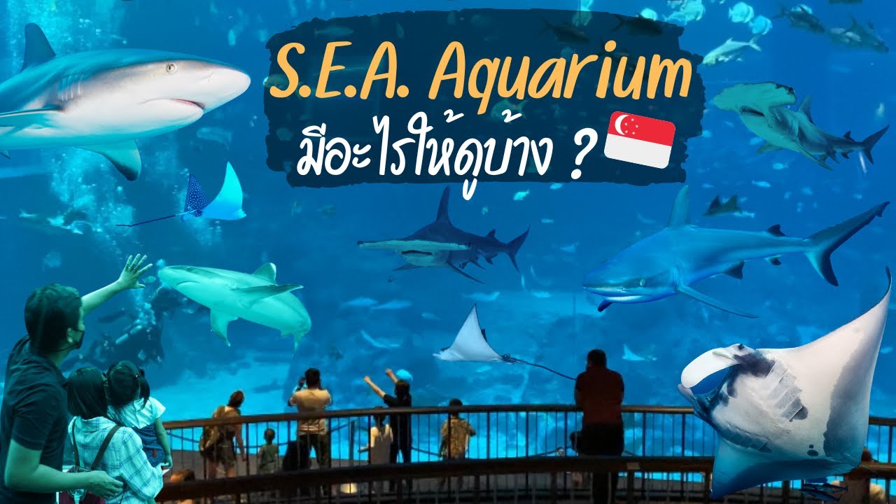 Sea Aquarium Singapore | อควาเรียมสิงคโปร์ มีอะไรให้ดูบ้าง? เที่ยวสิงคโปร์  S.E.A. Aquarium รีวิว - Youtube