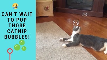 Funny Cats Popping Playing With Catnip Bubbles | Funny Cats