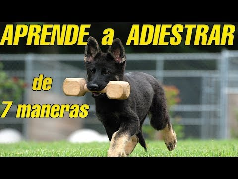 Video: Cómo Aprender A Ser Un Adiestrador De Perros