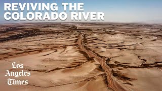 A pulse of water revives the dry Colorado River Delta