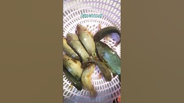 Câu cá rô đồng con nước xuống cá ăn mạnh ae. #shorts (video) #giaitri