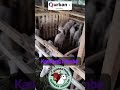 kandang Domba