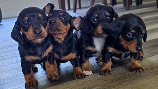 MINIATURE DACHSHUND PUPPIES HAVING FUN TOGETHER