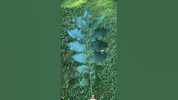 Count the leaves. (You’ll get it wrong) #botany #foraging #plantidentification