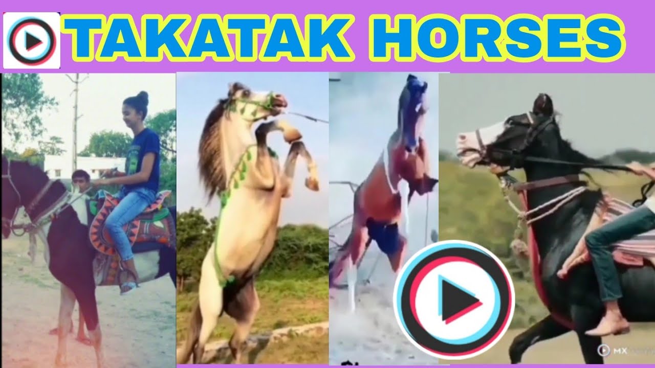 TAKATAK HORSES 🐎 ટકાટક ઘોડા //Horse Riders//