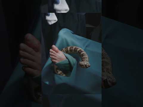 Змея сорвала операцию 🐍 Название: Хороший доктор #фильм #сериал #моменты