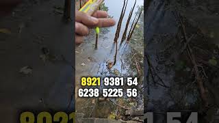 കരിമീൻ ചൂണ്ട എങ്ങനെ സെറ്റ് ചെയ്യാം 🦈💥#fishingshop #villagefishing #traditionalfishing