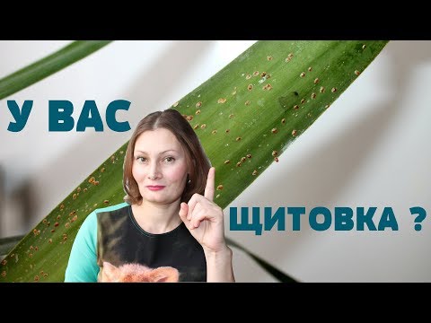 Видео: Вредители от тиквички