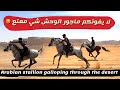 فتح بالوحش ماجور وسباق مع بتار - Arabian Stallion Galloping