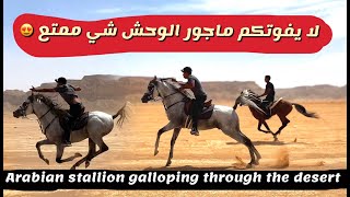 فتح بالوحش ماجور وسباق مع بتار - Arabian Stallion Galloping