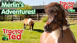 🐴 Merlin's Adventures On The Farm! | Tractor Ted Clips | Tractor Ted Official