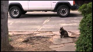 Famous Mockingbirds attack cat and cat returns favor Wealth