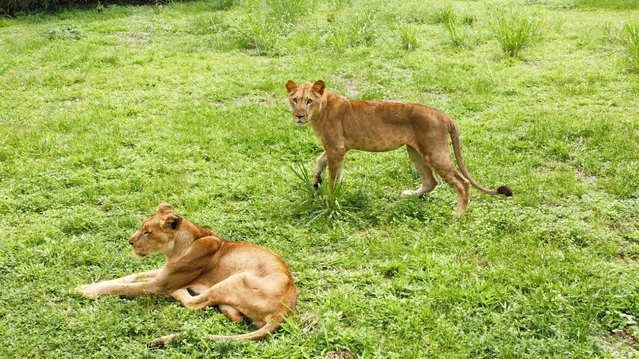 Nekede Zoo, Imo State || One Of The Few Zoo In Nigeria