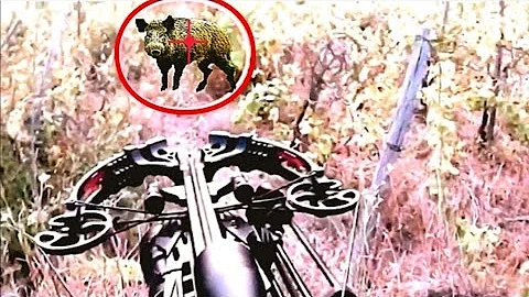 Dove colpire un cinghiale con la balestra?