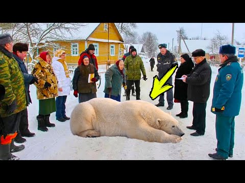 Βίντεο: Γιατί μειώνεται ο αριθμός των πολικών αρκούδων στην Αρκτική;