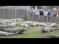 Bunch off crocodiles fighting for food