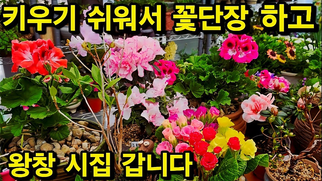 예쁘게 단장 하고 왕창 시집 가요 키우기 쉬운 꽃들 골라 찜하네요