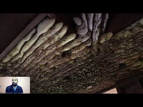 فيديو: سقف قرص العسل