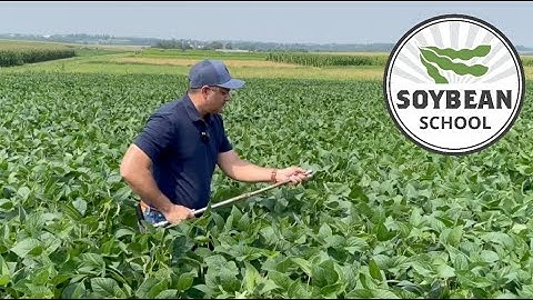 Soybean School: Soil testing for cyst nematode