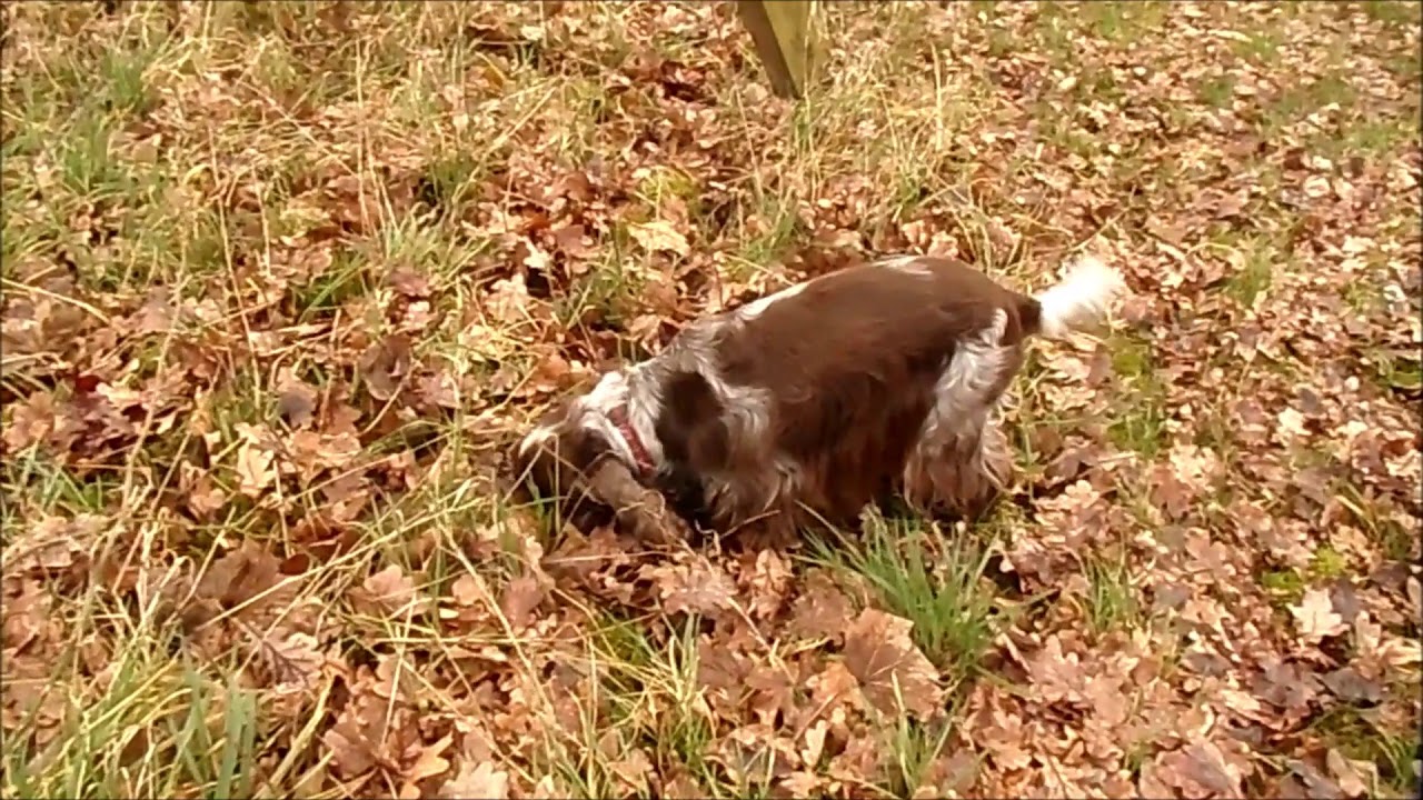 mouse & grass YouTube