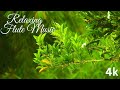 Soft Relaxing Music 🌿Good Day Enjoy, Calm Music ,Piano Music,Healing Music Mind Stress Relief🎵